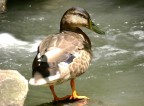 Duck Duck
