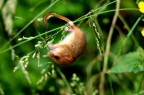 moscardinus avellanarius 2 moscardinus avellanarius 2