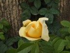 ROSA ROSA