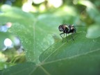 The Fly The Fly