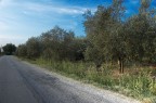 Campo degli olivi