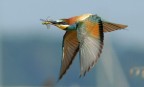 libellula gialla libellula gialla