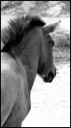 cavallo cavallo