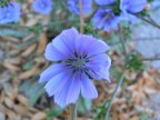 Fiore Mattutino Fiore Mattutino