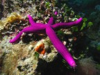OPHIDIASTER OPHIDIANUS OPHIDIASTER OPHIDIANUS