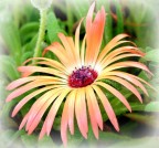 questa e' la mia prima foto che invio.
alcune vostre foto sono davvero spettacolari
datemi consigli, sono ai primi scatti!!!