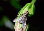 Mosca Mosca