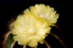 Cactus Cactus