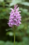 Orchidea Orchidea