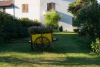 Giallo Giallo