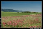 Toscana 2006 - Primavera