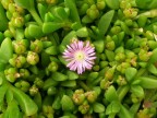Fiore libico Fiore libico