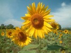 Girasoli in città Girasoli in città