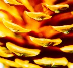 dettaglio dettaglio