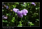 Flower Flower