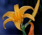 Fiore Fiore