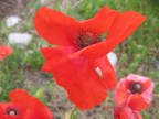 poppy poppy
