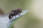 Mosca Mosca