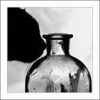 Il gatto e la bottiglia Il gatto e la bottiglia