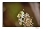 Bee#3 Bee#3