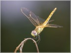 libellua gialla libellua gialla