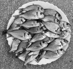 Pentacon Six, 80mm; TMAX 100