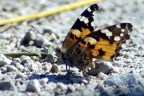 Butterfly Butterfly