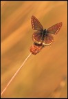 Aurum Aurum