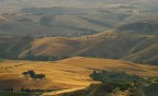 the golden hill the golden hill