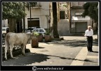 CERCASI TITOLO CERCASI TITOLO