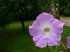 petunia petunia