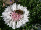 fiore con ape fiore con ape