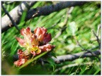 Genziana purpurea Genziana purpurea