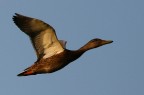 volare volare