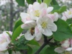 Felice chi intende il linguaggio dei fiori e delle cose mute Felice chi intende il linguaggio dei fiori e delle cose mute