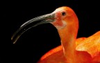 Ibis rosso Ibis rosso