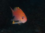 Anthias anthias