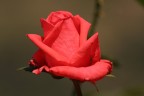 rosa estiva rosa estiva