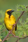 Ploceus cucullatus Ploceus cucullatus
