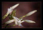 Flor de Playa Flor de Playa