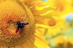 Girasole1 Girasole1