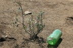 natura morta natura morta