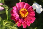 Fucsia Fucsia