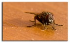 mosca comune