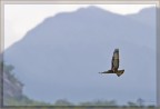 Poiana Poiana