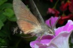 Colibri' Colibri'