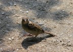 Passerotto! Passerotto!