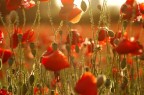 red vision red vision