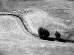 Alberi e terra Alberi e terra