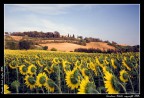 Cerreto Guidi - Girasoli